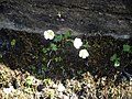 Ranunculus alpestris