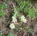 Rosularia sedoides