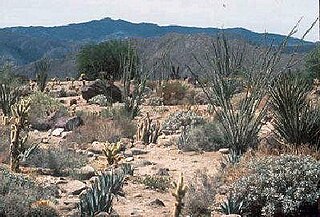 <span class="mw-page-title-main">Santa Rosa Wilderness</span> Protected wilderness area in California, United States