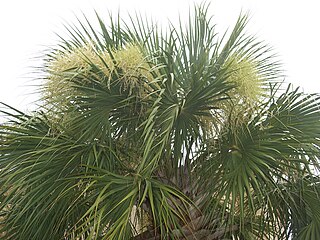 <span class="mw-page-title-main">Coryphoideae</span> Subfamily of palms