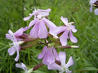 <i>Saponaria officinalis</i> Species of plant