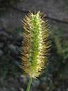 Setaria pumila 20141024.jpg