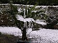 Snow on Trachycarpus fortunei