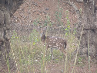 <span class="mw-page-title-main">Achanakmar Wildlife Sanctuary</span> Wildlife sanctuary and Tiger reserve in central India