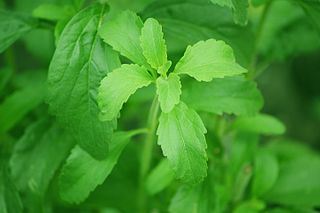 <span class="mw-page-title-main">Stevia</span> Sweetener and sugar substitute