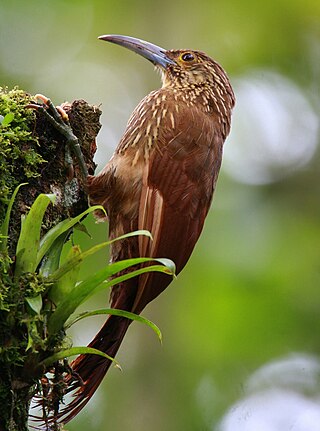 <span class="mw-page-title-main">Strong-billed woodcreeper</span> Species of bird