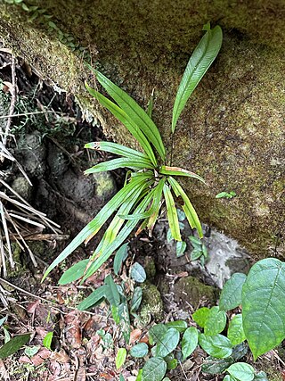 <i>Syngramma</i> Genus of ferns