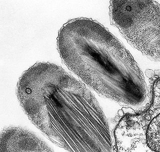 Verrucomicrobia Phylum of bacteria