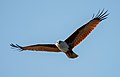Image 6The Brahminy kite (Haliastur indus) is a medium-sized bird of prey in the family Accipitridae found in the Indian subcontinent, Southeast Asia and Australia. They are found mainly on the coast and in inland wetlands, where they feed on dead fish and other prey. Adults have a reddish-brown body plumage contrasting with their white head and breast which make them easy to distinguish from other birds of prey. The pictured specimen was photographed at Kuakata Eco-Park. Photo Credit: Md. Tareq Aziz Touhid