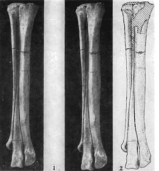 <i>Tochisaurus</i> Extinct genus of dinosaurs