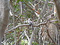 Grautoko African Grey Hornbill