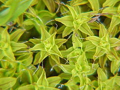 Syntrichia ruralis