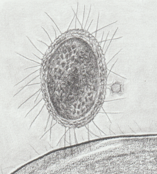 <span class="mw-page-title-main">Candidate phyla radiation</span> A large evolutionary radiation of bacterial candidate phyla and superphyla