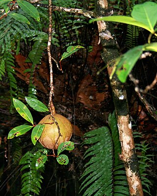 <i>Xylocarpus granatum</i> Species of mangrove in the mahogany family