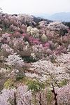 春の花見山