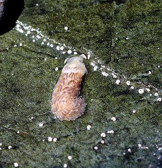 <i>Aeolidiella alderi</i> Species of gastropod