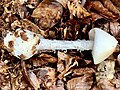 Amanita virosa albotik