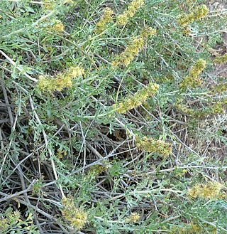 <i>Ambrosia dumosa</i> Species of flowering plant