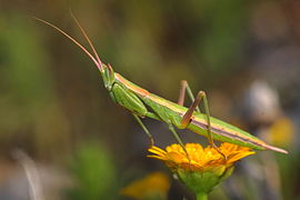 January 17: the mantis Apteromantis aptera