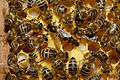 * Nomination Bees on a honeycomb, by Waugsberg. Arria Belli 12:25, 27 March 2008 (UTC) * Promotion Nice sharp macro, good colors, central compo good in this case. --Matl 16:17, 27 March 2008 (UTC) fine colors, sharp FRZ 19:05, 27 March 2008 (UTC)