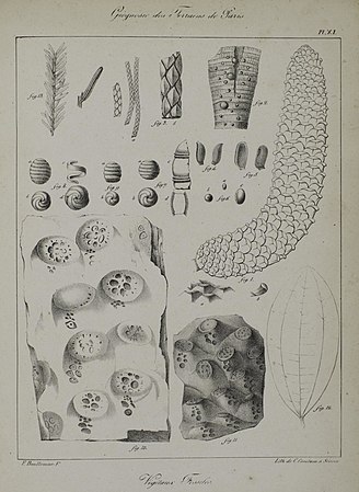 Planche XI : Végétaux fossiles
