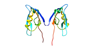 <span class="mw-page-title-main">Interleukin 8 receptor, beta</span> Mammalian protein found in Homo sapiens