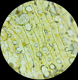 Celery Cells (400x).jpg