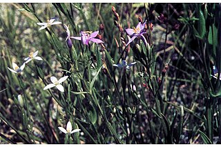 <i>Zeltnera exaltata</i> Plant species in the family