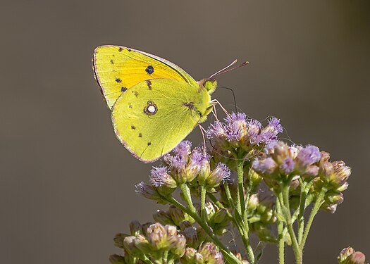 Clouded yellow butterfly Photograph: User:Ayman Muhammad Elshahat