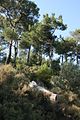 Trees, Thasos, Greece