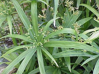 <i>Cyperus</i> Genus of plants