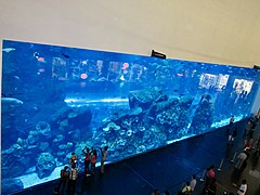 Dubai Aquarium and underwater Zoo (Ank Kumar, Infosys) 11.jpg