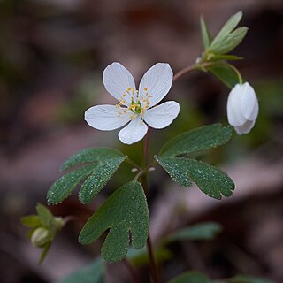 <i>Enemion biternatum</i> Species of flowering plant