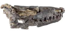 Referred skull Eomurruna skull.png