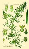 Galium aparine b.jpg