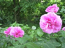 'Gertrude Jekyll' GertrudeJeckyll20060624.JPG