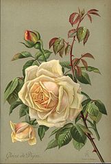 'Gloire de Dijon' rose, from The Amateur Gardener’s Rose Book, Longmans, Green, London, 1905.