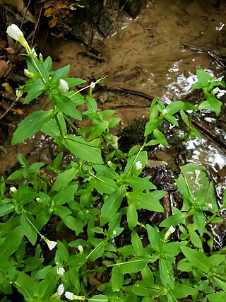 <i>Gratiola floridana</i> Species of plant