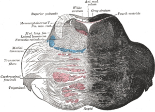 <span class="mw-page-title-main">Reticular formation</span> Spinal trigeminal nucleus