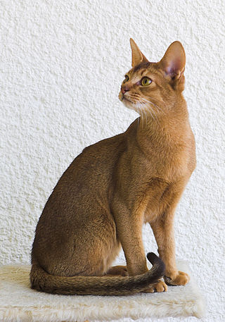 <span class="mw-page-title-main">Abyssinian cat</span> Breed of cat