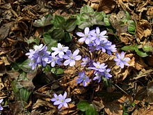 Hepatica nobilis plant.JPG