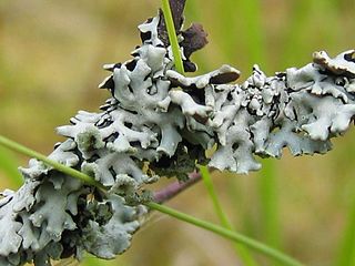 <i>Hypogymnia physodes</i> Species of lichen in the family Parmeliaceae