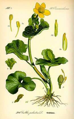 Pelkinė puriena (Caltha palustris)