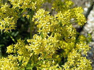 <i>Isatis tinctoria</i> Species of flowering plant