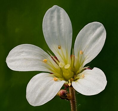 DETAIL: A flower of the meadow saxifrage (Saxifraga granulata) as seen in the nature reserve Dattenbachtal zwischen Kröftel und Vockenhausen (Taunus, Germany). Photograph: Johannes Robalotoff