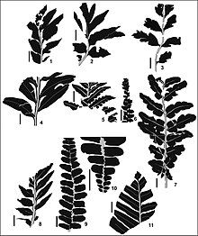 Silhouettes of various species of Komlopteris.(1) K. cenozoicus (2) K. victoriensis (3) K. boolensis (4) K. indica (5) K. tiruchirapalliense (6) K. khatangiensis (7) K. purlawaughensis (8) K. constricta (9-10) K. artabeae (11) K. nestarensis scale bars = 10 mm Komlopteris leaves.jpg