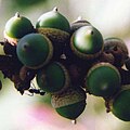 Acorns of Quercus kerrii