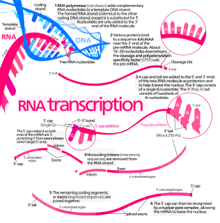 Transcription (biology) Process of copying a segment of DNA into RNA