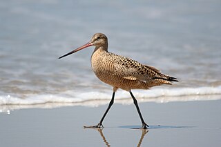 <span class="mw-page-title-main">Marbled godwit</span> Species of bird