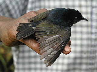 <span class="mw-page-title-main">Black berrypecker</span> Species of bird